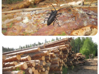 На лесопромышленном комплексе в Максатихе нашли трёх опасных жуков-усачей - Новости ТИА