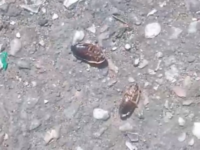 В Торжке засняли огромных тараканов на улице - новости ТИА