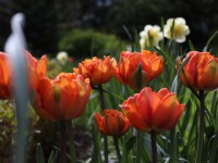 В Ботаническом саду цветут тюльпаны: приглашаем в онлайн-путешествие - Новости ТИА