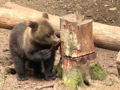 Торопецкий Центр спасения медвежат  рассказал о медвежатах-верхолазах  - Новости ТИА