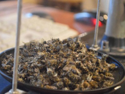В двух районах Тверской области у пчёл выявили опасное заболевание - новости ТИА