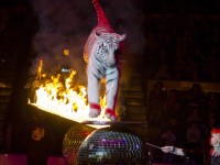 С 18 апреля в Тверском цирке новое представление - «Белые тигры» - Новости ТИА