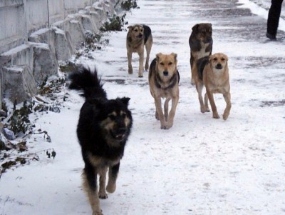 Тверским почтальонам закупают спецсредства для защиты от собак - новости ТИА
