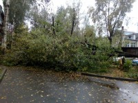 В Твери из-за сильного ветра дерево рухнуло на автомобиль - новости ТИА