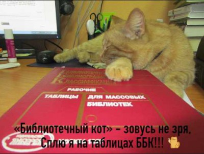 Библиотечный кот Степан просит проголосовать за него в конкурсе - новости ТИА