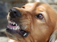 В Тверской области бродячая собака покусала двоих детей - новости ТИА