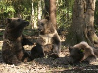 Медвежата Пажетновых освоили лазание по деревьям, а вот грибы косолапые не едят - новости ТИА