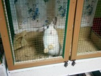 В одном из контактных зоопарков Твери сотрудники увольняются из-за жалости к животным  - Новости ТИА