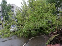 В Твери сильный ветер уронил дерево на машины  - новости ТИА