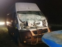 В Тверской области фургон столкнулся с лосем - новости ТИА