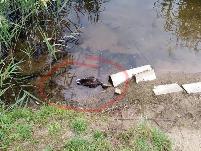 В Твери проведут исследование погибших уток в прудах "Китайского парка" - новости ТИА