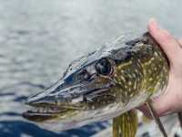 В день житель Тверской области может поймать не более 5 килограммов рыбы - Новости ТИА