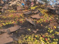 В Тверской области раздавили 20 тонн яблок - Новости ТИА