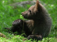 В Тверской области сотрудники Центра спасения медведей вырастили 16 сирот. Медвежат уже готовят к выпуску в дикую природу - Новости ТИА