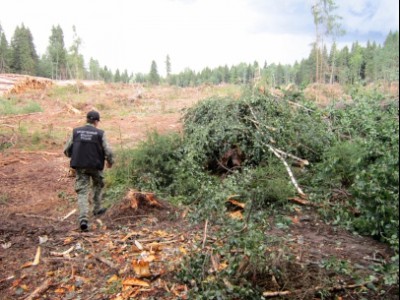 Упавшее дерево убило человека в Тверской области - Новости ТИА
