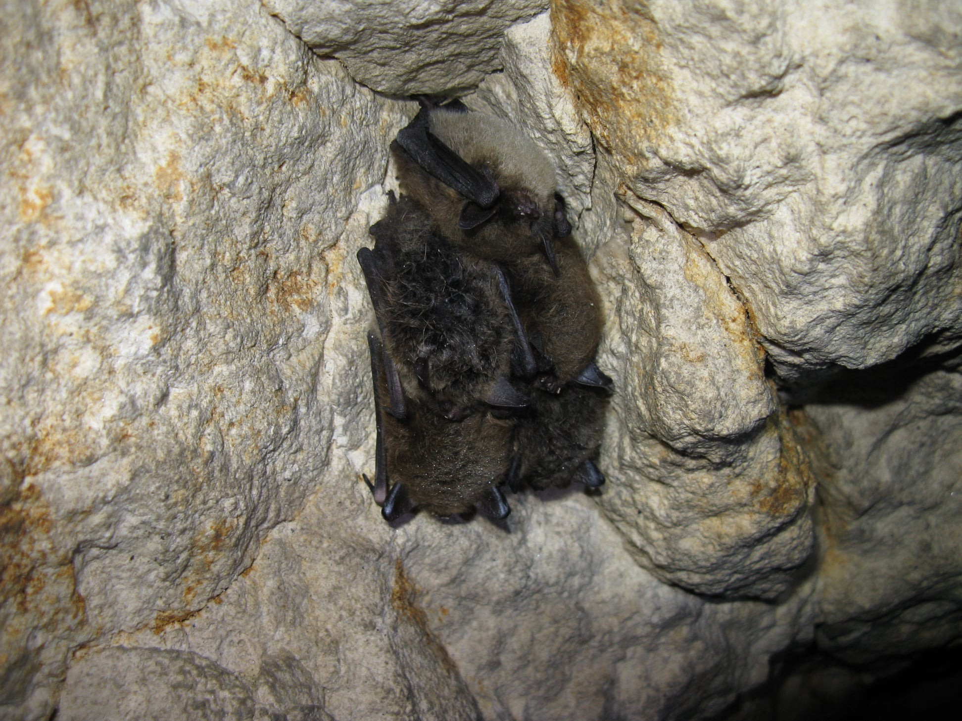 Летучая мышь в пещере фото