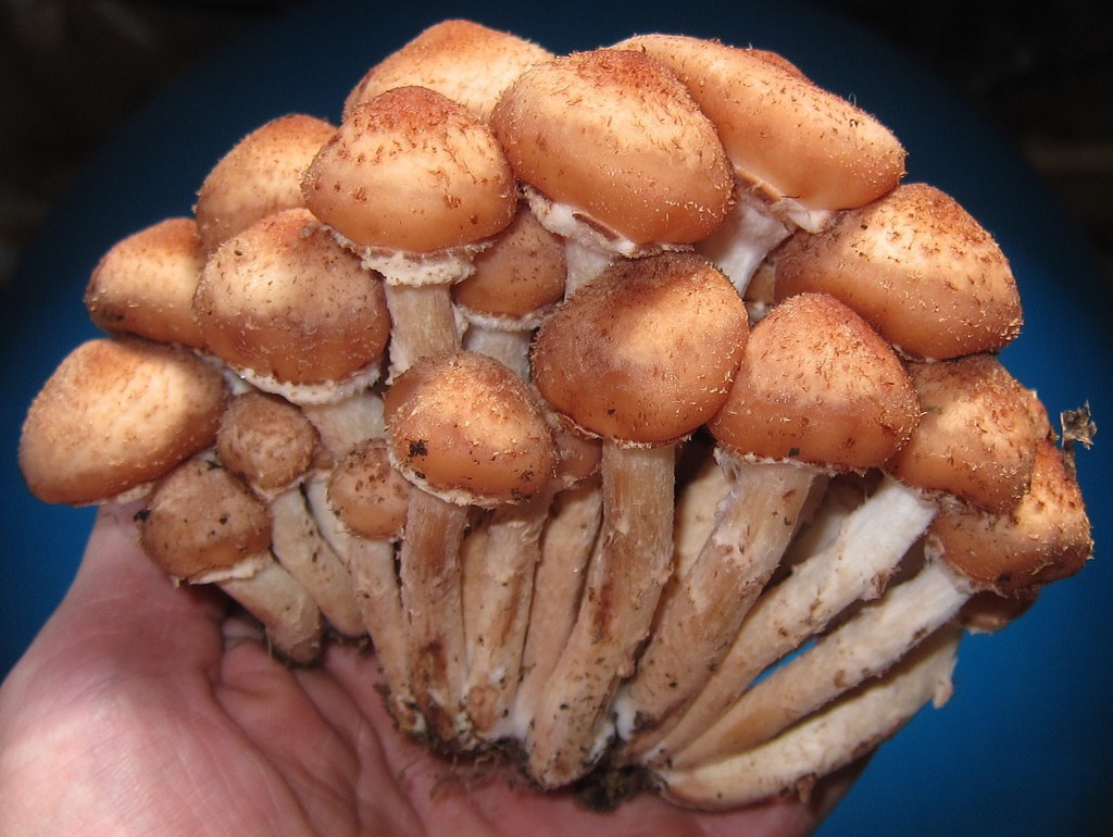 Какие грибы растут в израиле