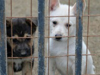 В Твери пройдёт благотворительная акция в помощь бездомным животным "Я буду ждать..." - новости ТИА
