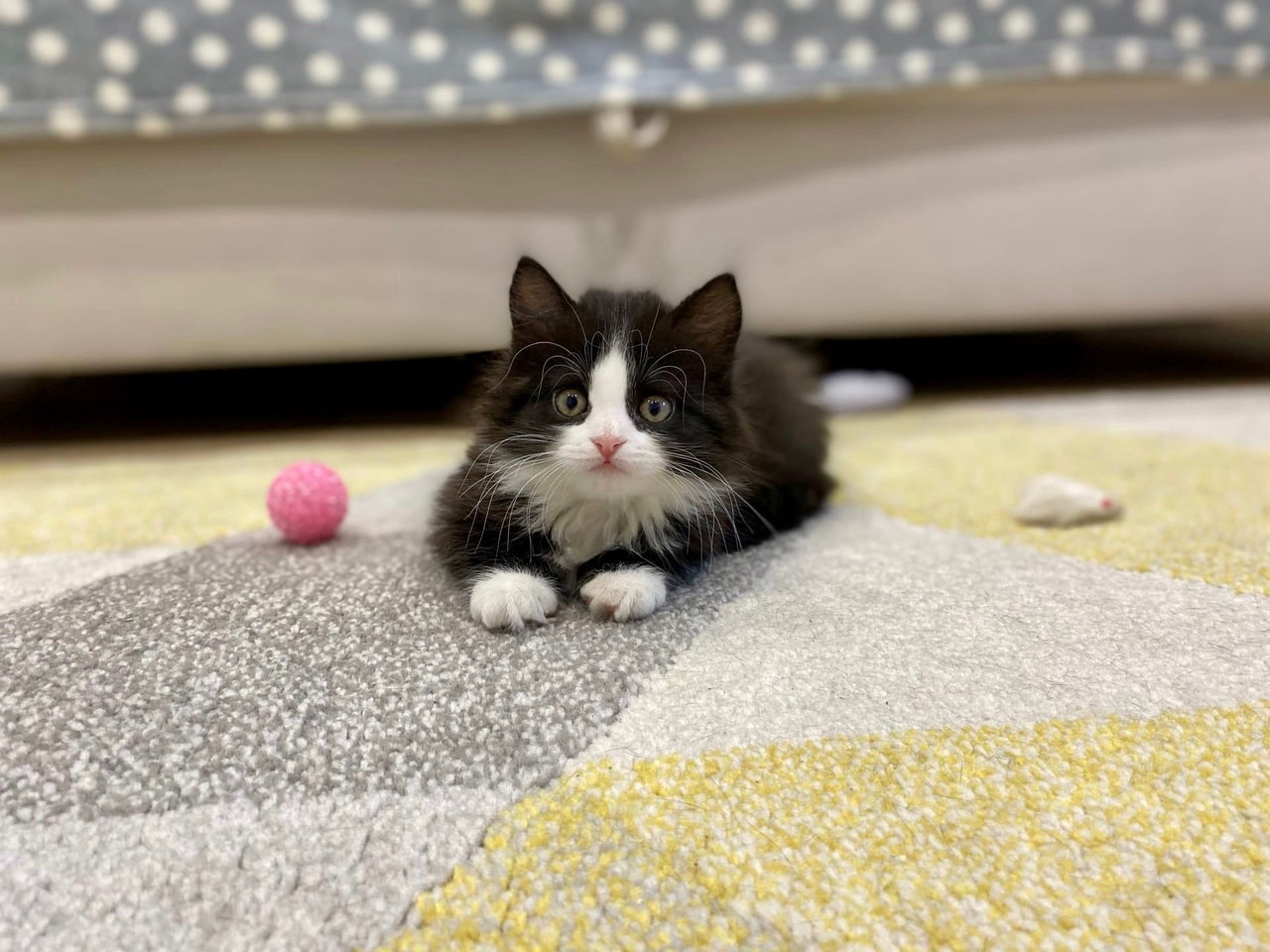 Маленькие котики песня