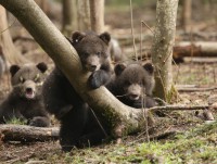 Центр спасения медвежат-сирот получил от блогера 1 млн рублей - новости ТИА