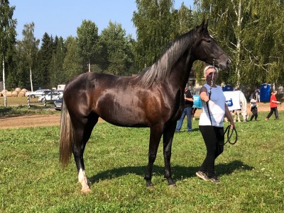 Именитая лошадь Розалия породы "орловский рысак" исчезла в Тверской области - новости ТИА