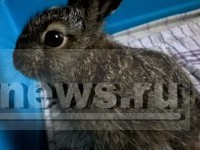 История о бесчеловечной жестокости и спасении родившегося под грудой металла зайчонка Зайки - новости ТИА