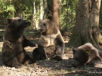 В Тверской области пройдет первый экологический фестиваль "Заповедник времен" - Новости ТИА