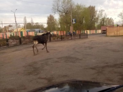 Во Ржеве испуганный лось чуть не устроил ДТП и пытался перепрыгнуть забор  - Новости ТИА