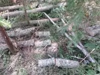В Тверской области мужчина незаконно напилил древесины на 275 тысяч рублей - Новости ТИА