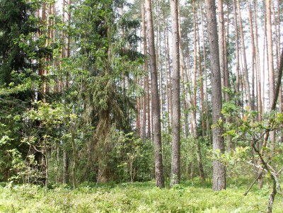 В Тверской области отменено ограничение на посещение леса - новости ТИА