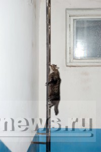 "А котейка вперёд и вперёд, К люку в крыше ползёт и ползёт" - Народные Новости ТИА