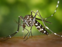 Ученые предупреждают о распространении смертельных болезней из-за комаров - новости ТИА