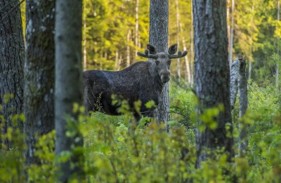 В лесу Тверской области нашли останки убитого лося и вычислили браконьера - Новости ТИА