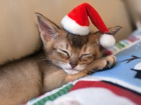 Кот абиссинской породы и кошка-долгожительница, знакомьтесь с новыми участниками конкурса "Котопес и К" - Новости ТИА