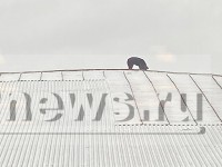 В Твери собаку на крыше никто не забывал: она там живёт и гуляет сама по себе - Новости ТИА