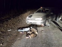 В Тверской области водитель насмерть задавил женщину, которая сидела на проезжей части - Новости ТИА