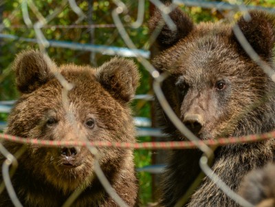 Эксперты из Тверской области помогли медвежатам с Алтая вернуться в природу - новости ТИА