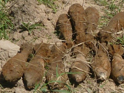 14 миномётных мин времён войны обезвредили в Ржевском районе - новости ТИА