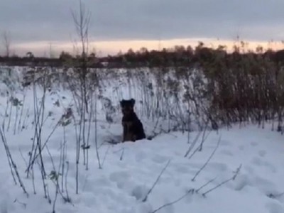 В Тверской области пса вывезли в поле и бросили - Новости ТИА