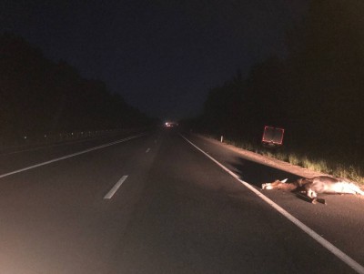 Водитель фургона сбил лося и съехал с дороги в Тверской области - Новости ТИА