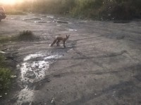 По Бежецку бегали лисы и украли еду у сторожевого пса - Новости ТИА