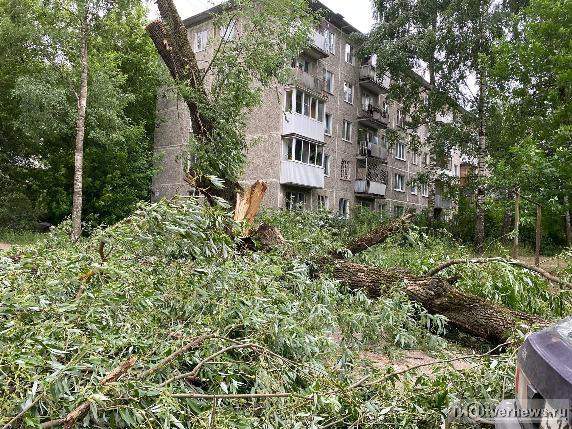 Город Щелково ул. Первомайская упало дерево