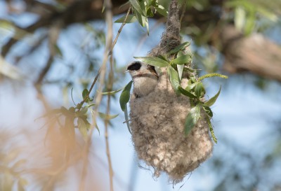 В Твери орнитолог снял на видео строительство удивительного гнезда-сумки - Новости ТИА