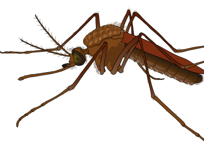 Роспотребнадзор предупредил о комарах-переносчиках лихорадки Западного Нила - новости ТИА