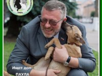 Тверские депутаты помогают зоозащитникам искать дом бездомным животным - Новости ТИА