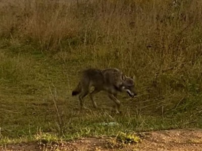 В Тверской области людям встретился волк на дороге между деревнями - новости ТИА