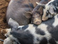 Статус Тверской области по африканской чуме свиней изменен на благополучный - новости ТИА
