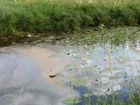 В Тверской области произошло загрязнение рек Орша и Осиновка, погибла рыба. Специалисты ищут источник вредных выбросов - Новости ТИА