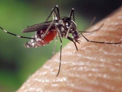 Биолог рассказал о предпочтениях и вкусах комаров при выборе жертвы - новости ТИА