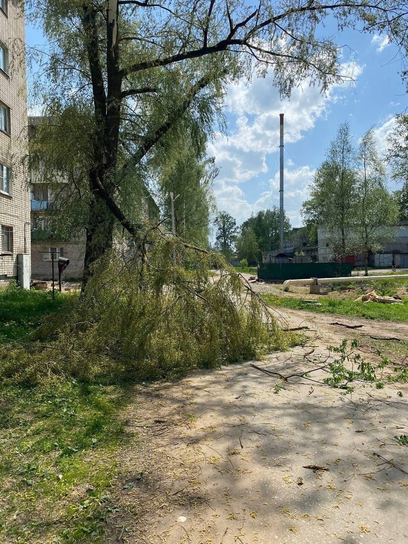 Сильный ветер валит деревья в Твери | 19.05.2021 | Тверь - БезФормата